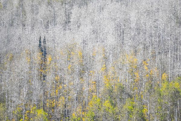 Gulin, Sylvia 아티스트의 USA-Utah-Woodruff aspen trees along highway 39작품입니다.